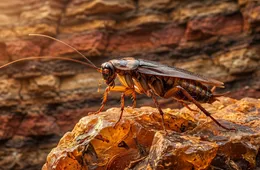 How Cockroaches Survived 300+ Million Years: The Science of Extreme Resilience